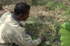 Makam Sekretaris Dirut XL di TPU Cibunar Nyaris Hilang