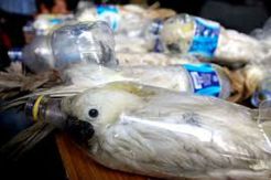 Penyelundupan Burung...