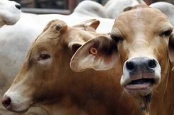 Koalisi Sapi: Batasi Permainan Raja-raja Sapi