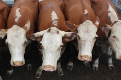 Temui Rachmat Gobel, Mentan Australia Jajaki Impor Sapi