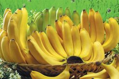 Pisang untuk Diet Sehat