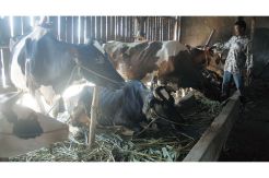 Sapi Jatim Masih Bebas...