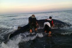 Hiu Tutul Terdampar di Pantai Bojongsalawe