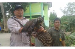 BKSDA Lepas Elang Milik Anggota DPRD Cilegon
