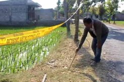 Siswi Madrasah Tewas di Tepi Sawah