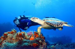 Pengusaha Travel Asing Lirik Wisata Selam dan Ekowisata RI