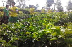 Tak Masalah Kalah Terus, Tim PON Jatim Jajal Deltras
