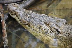Lawan Buaya Liar, Sapriadi...