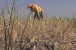 Puluhan Hektare Sawah di Jombang Gagal Panen