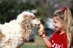 Ini Dia, Es Krim Ramah Buat Perut Anjing