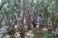 Anak Ajak Ayah Mencuri Sekarung Buah Salak