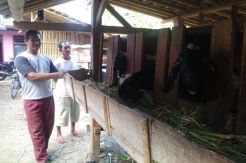 Sudah Terima Uang Muka, Kambing Kurbannya Digondol Maling