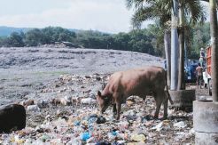 Sapi Pemakan Sampah Masih Dijual Bebas