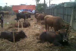 Penjual Hewan Kurban...