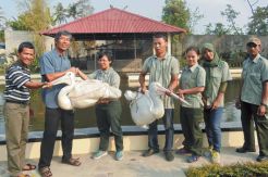 Pelikan GL Zoo Jadi...