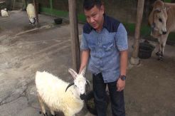 Ramlan Banderol Kambing Bertanduk Empat Rp50 Juta