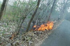 Ribuan Tanaman Jati...