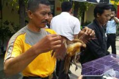 BKSDA Yogyakarta Awasi Jual Beli Satwa Langka