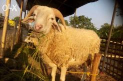Gara-gara Hewan Qurban,...