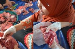 Hewan Kurban Mengandung Cacing Hati Berbahaya Dimakan