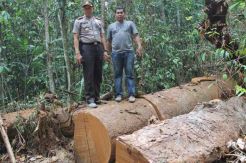 Pohon Bengkirai Berusia 150 Tahun Ditebang Perambah Liar
