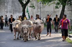 Kasunanan dan Mangkunegaran Beda Hari Pelaksanaan Kirab 1 Suro