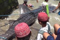 Hiu Tutul Ini Terdampar di Pantai Kenjeran