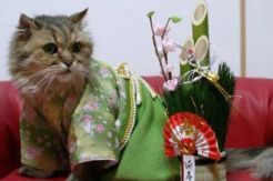 Jepang Akan Gelar Festival...