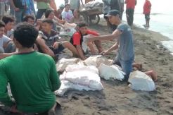 Paus Sepanjang 22 Meter Terdampar di Pantai Lembu Purwo
