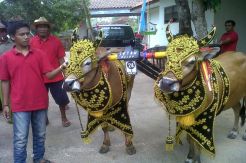 Ini Rahasia Setan Balap Juara Karapan Sapi Piala Presiden