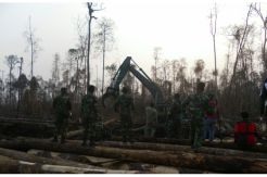 Aktivitas Pembalakan Ditemukan di Lokasi Kebakaran Hutan