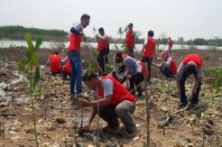 Cegah Abrasi, 1000 Mangrove...