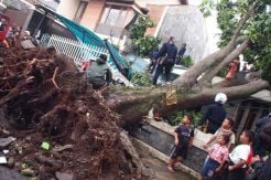 Pemkot Bogor Usulkan Kompensasi untuk Korban Pohon Tumbang
