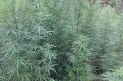Polisi Temukan Lima Hektare Ladang Ganja di Muratara