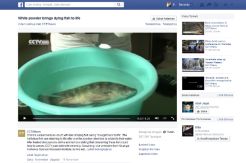 Beware, Dying Fish Back To Life