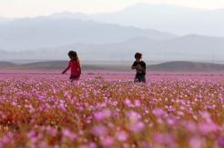 Gurun Atacama, Gurun...