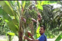 Ada Pisang Bertandan Empat di Pasaman Sumbar