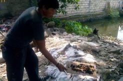 Wabah Ulat Bulu Bikin Warga Depok Susah Tidur