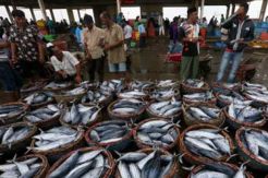 Bitung Didorong Jadi Pelabuhan Perikanan Internasional