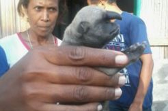 Anjing Bercula Hebohkan Warga Atambua