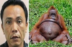 Indonesia Zoo Keeper Accused Impregnating Female Orangutan