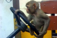 Seekor Monyet Berhasil...