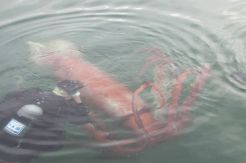 Giant Creature Surfaces in Japanese Harbor