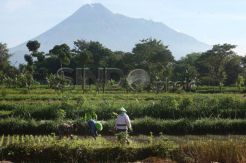 TNGM Hijaukan Kembali Lahan Terbakar