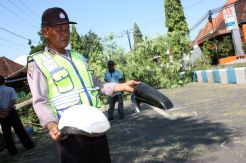 Tertimpa Pohon, Seorang Biker Luka Berat