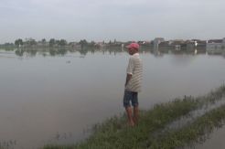 Banjir, Puluhan Hektare Sawah di Jombang Berubah Jadi Lautan
