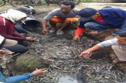 Tambak di Subang Tercemar Limbah, 40 Ton Udang Mati