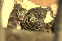 Dua Bayi Macan Dahan Lahir di Bukittinggi
