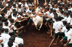 No More Bull Fighting at Harvest Festival