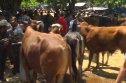 Dalam Tiga Tahun Ratusan Sapi Mati Mendadak di Polman